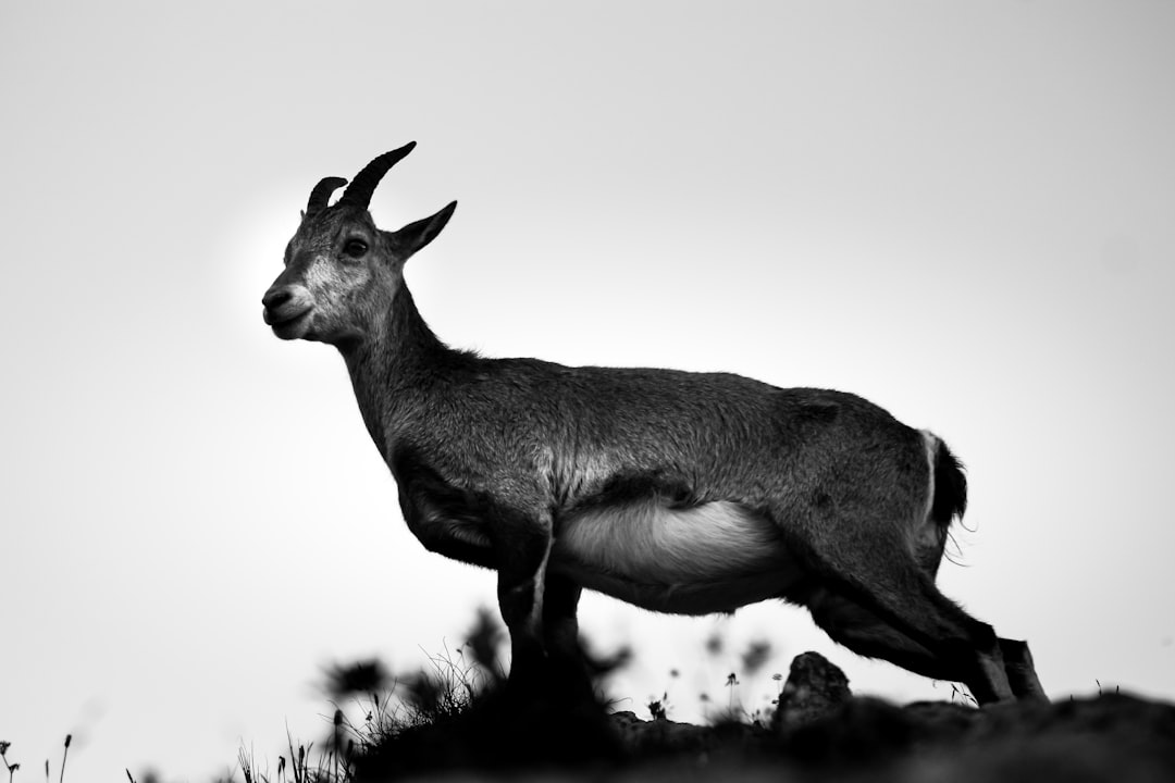 grayscale photo of a ram