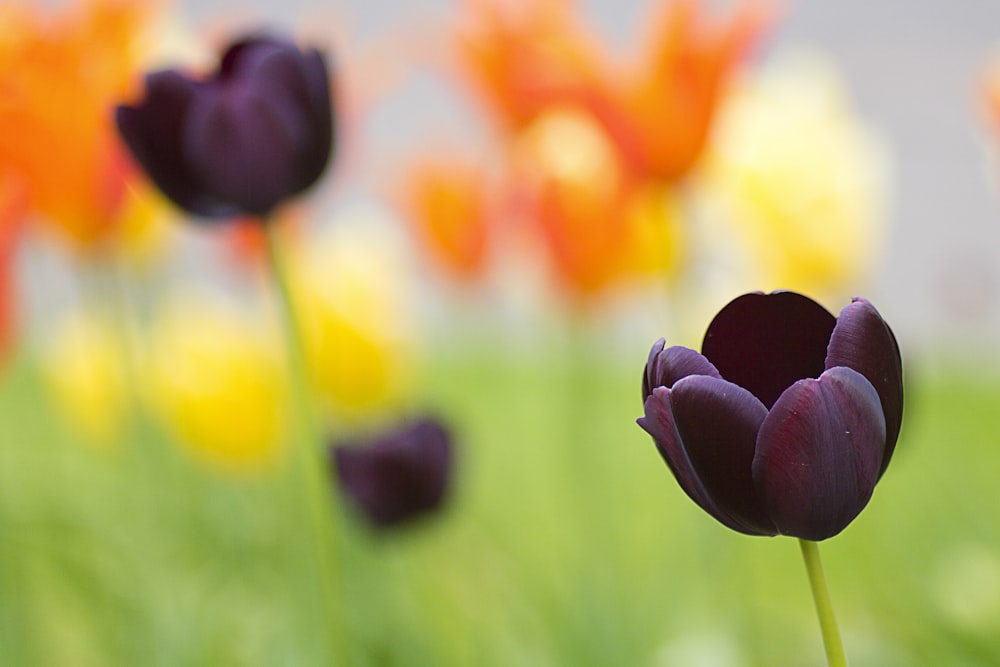 purple and orange flower field during daytime