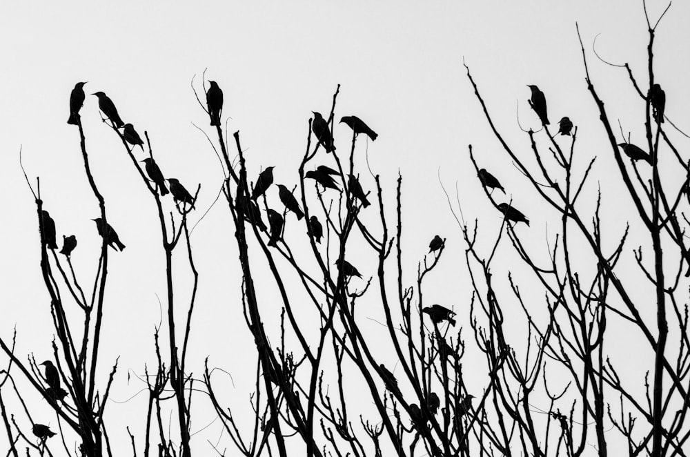birds on bare tree during daytime
