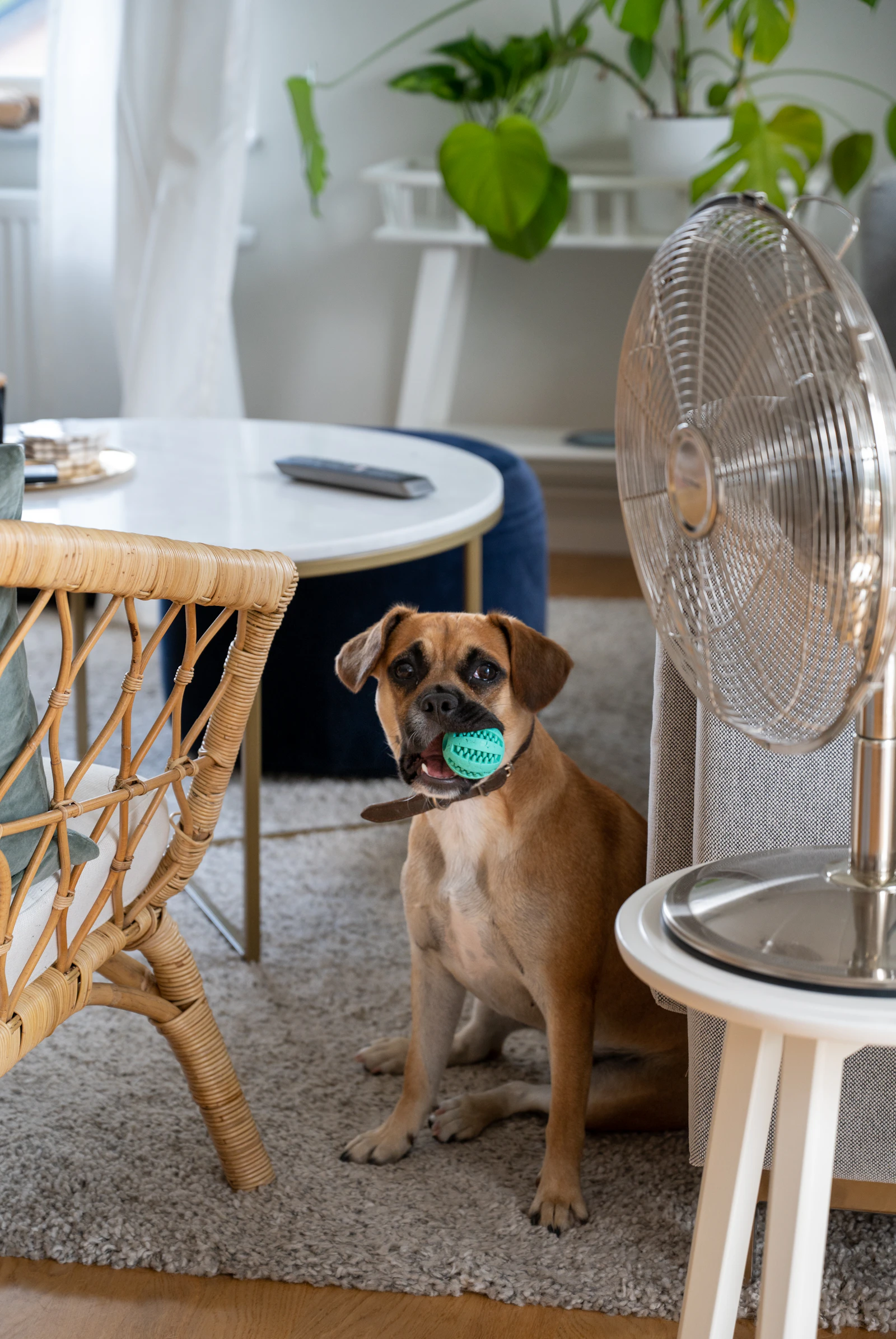 A dog sitting on a woven armchair in a bright, tidy living room