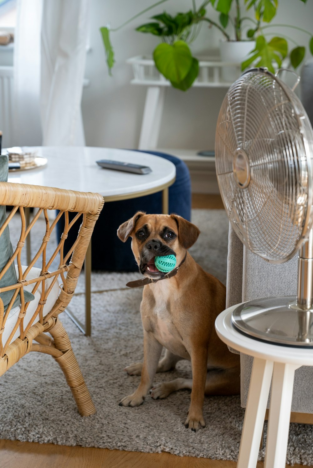 brown short coated dog sitting on white and brown woven armchair