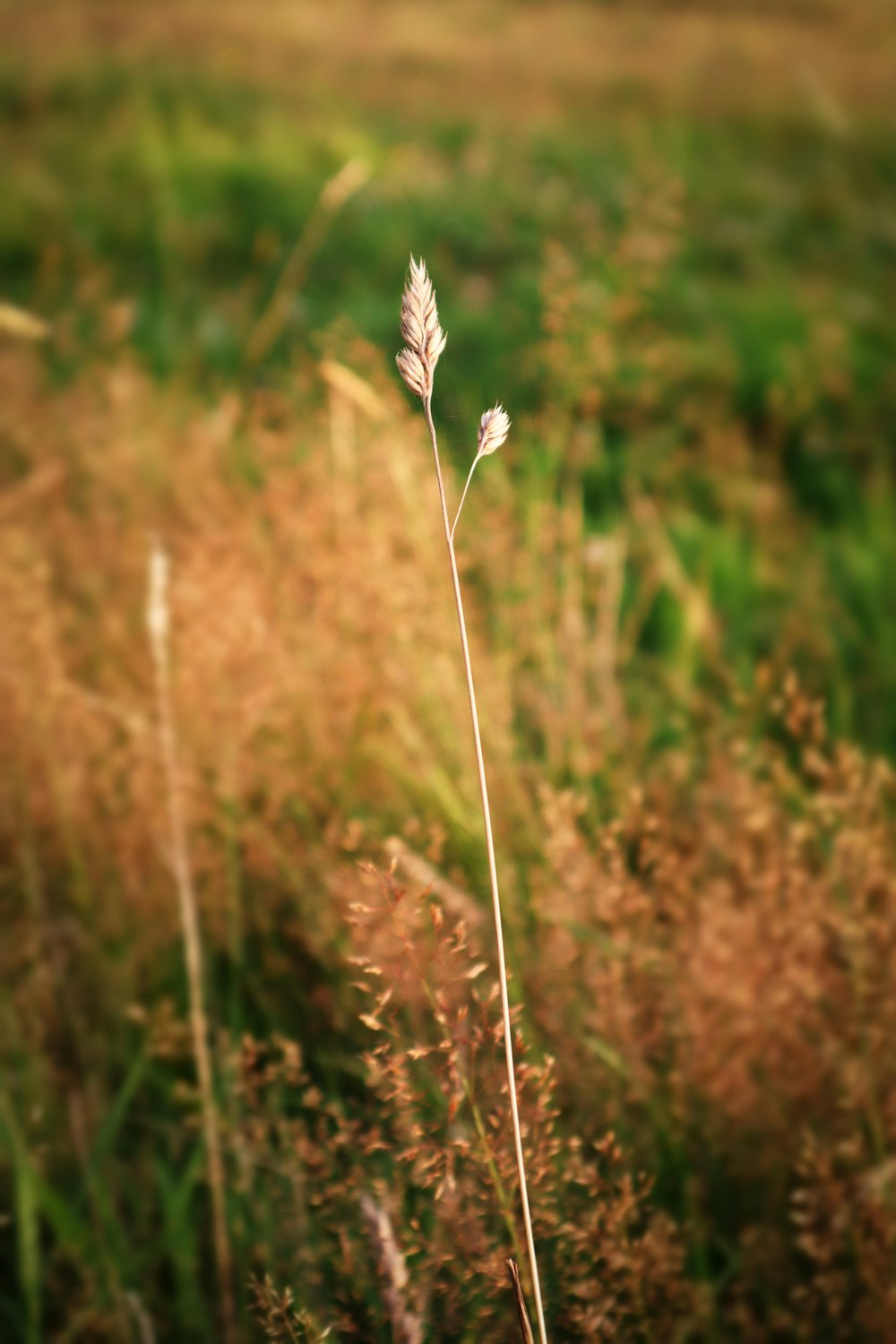 fleur blanche dans l'objectif à bascule photo – Photo Herbe Gratuite sur  Unsplash