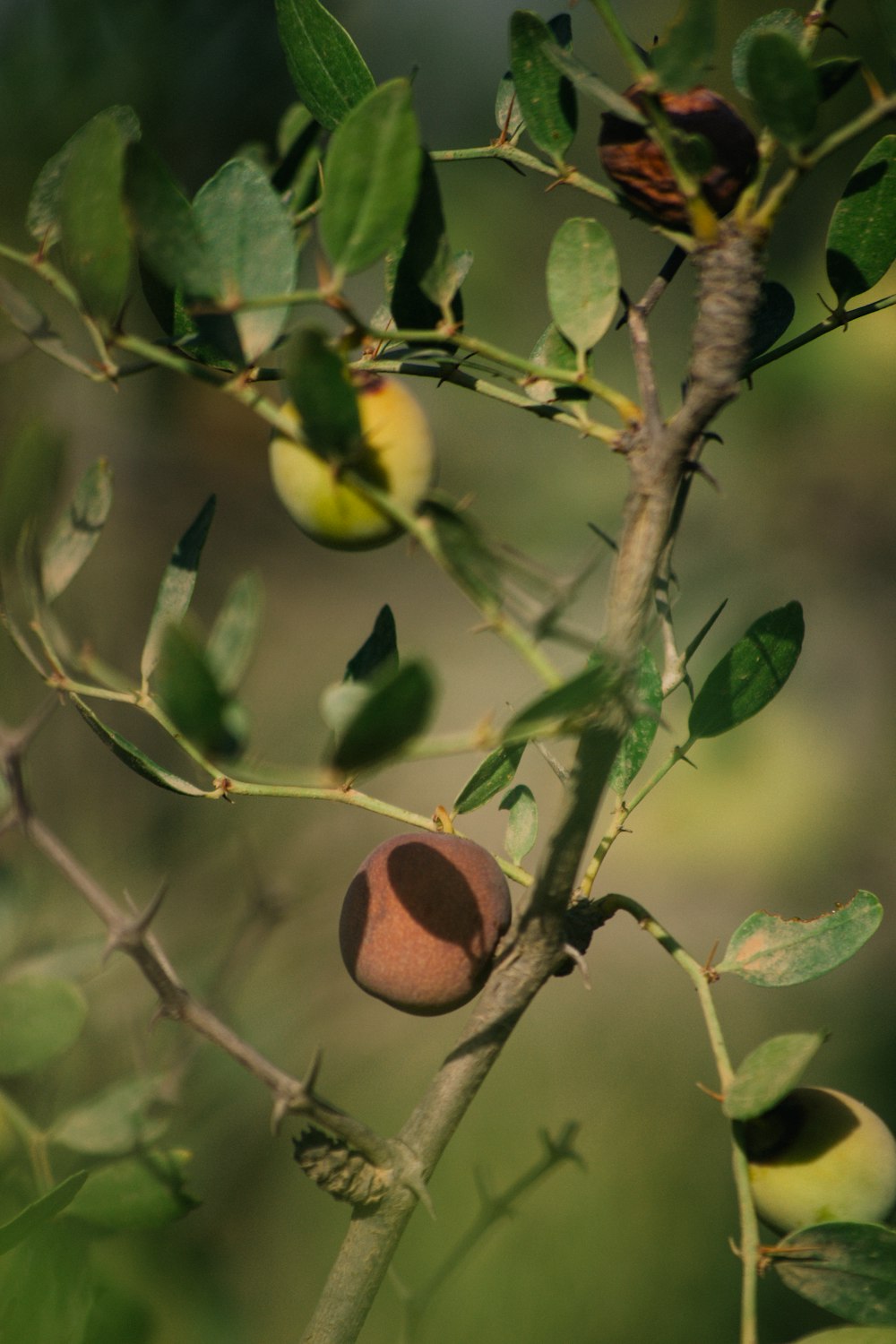 Manzana roja y amarilla