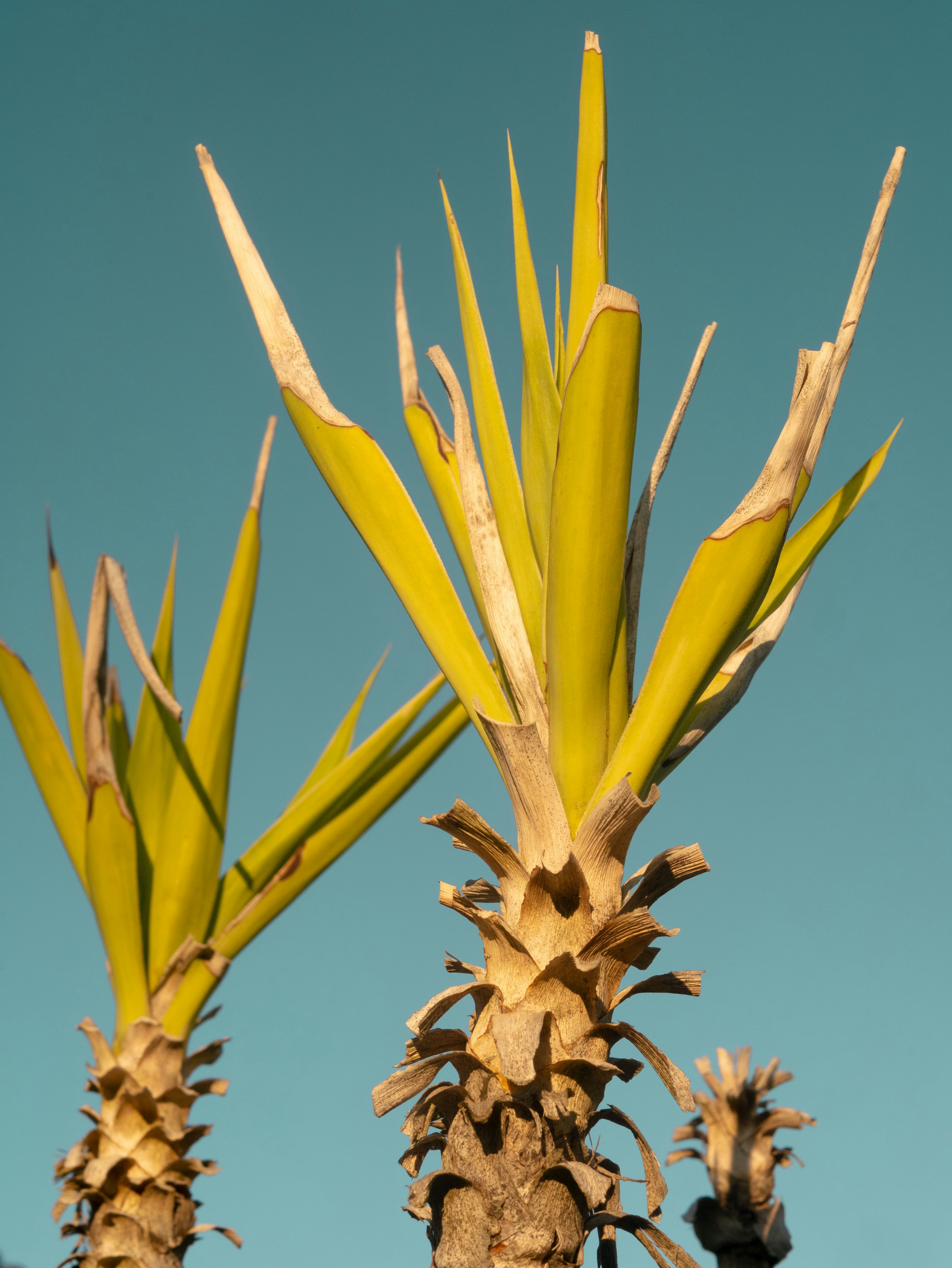 gelbe und grüne Pflanze tagsüber