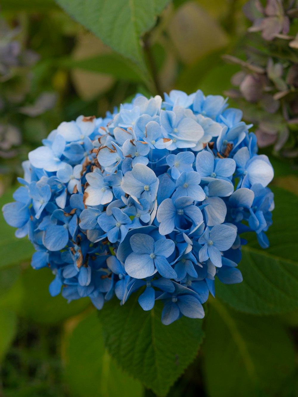 blue flowers in tilt shift lens