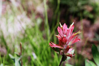 A close-up of a colorful wildflower with a QR code sign beside it in the garden.