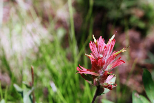 A close-up of a vibrant wildflower blooming in the barrens under soft morning light.