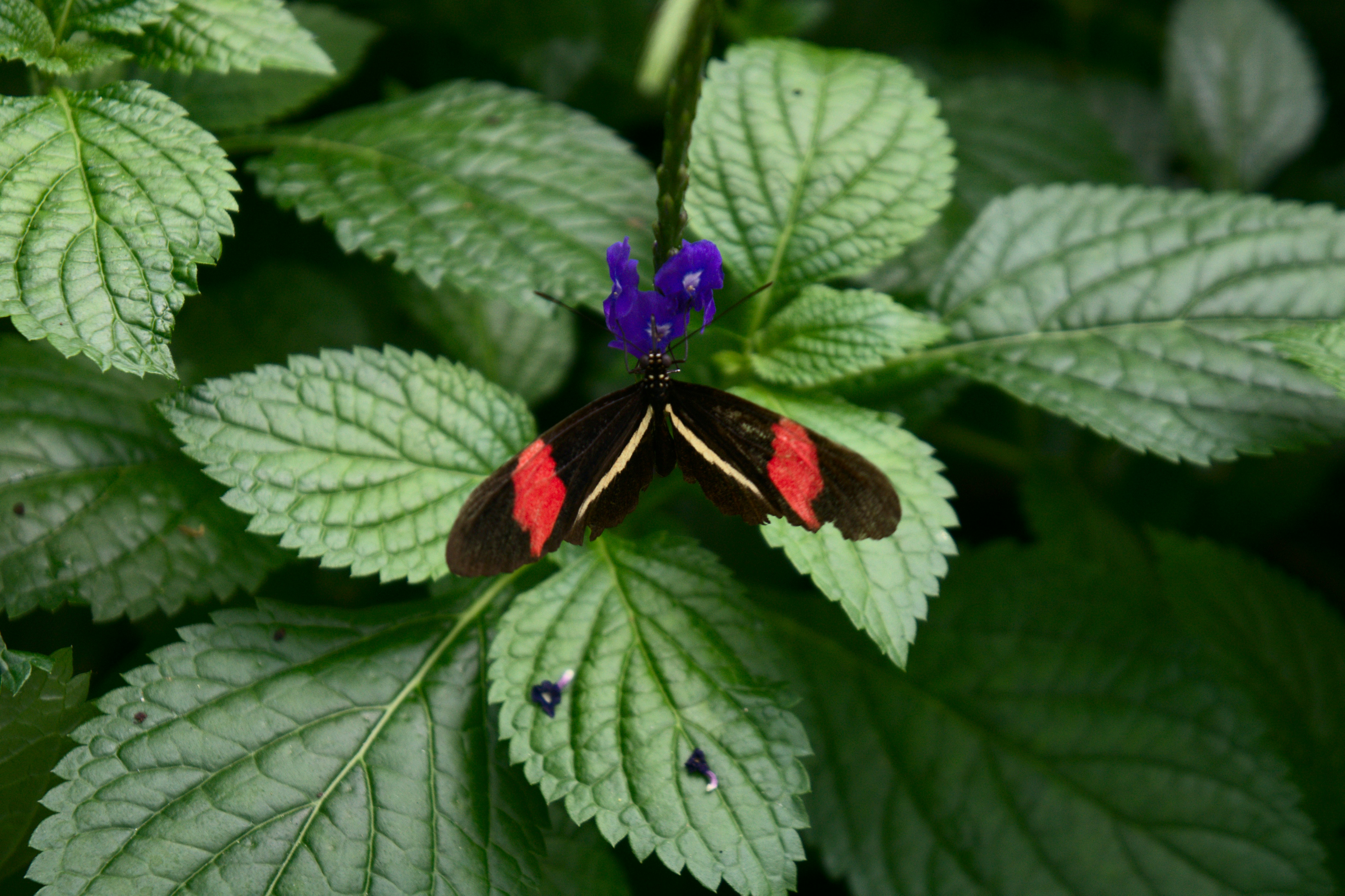 black and red butterfly on purple flower, 