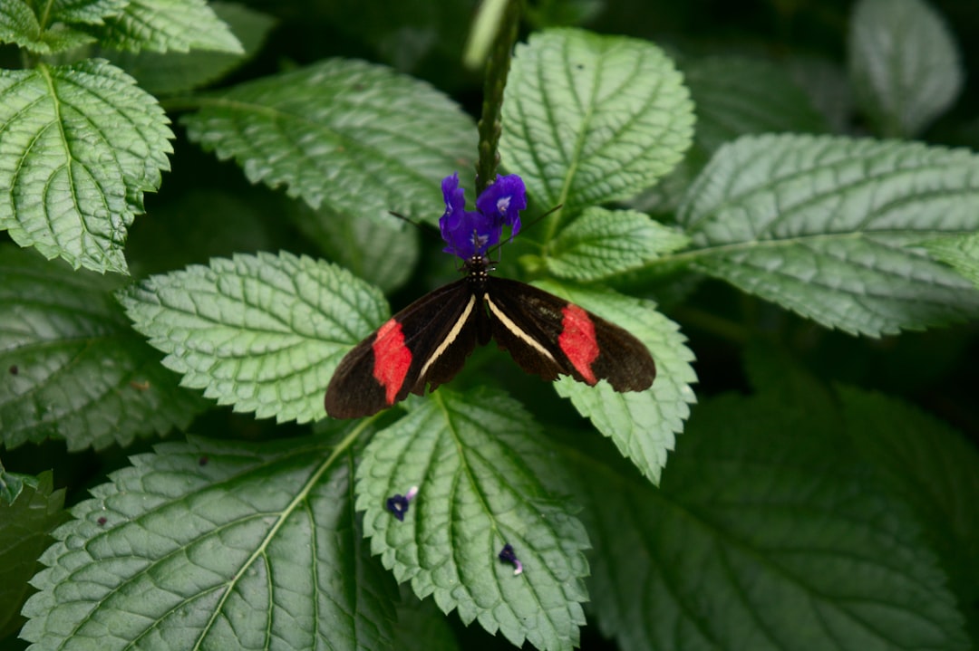 black and red butterfly on purple flower,