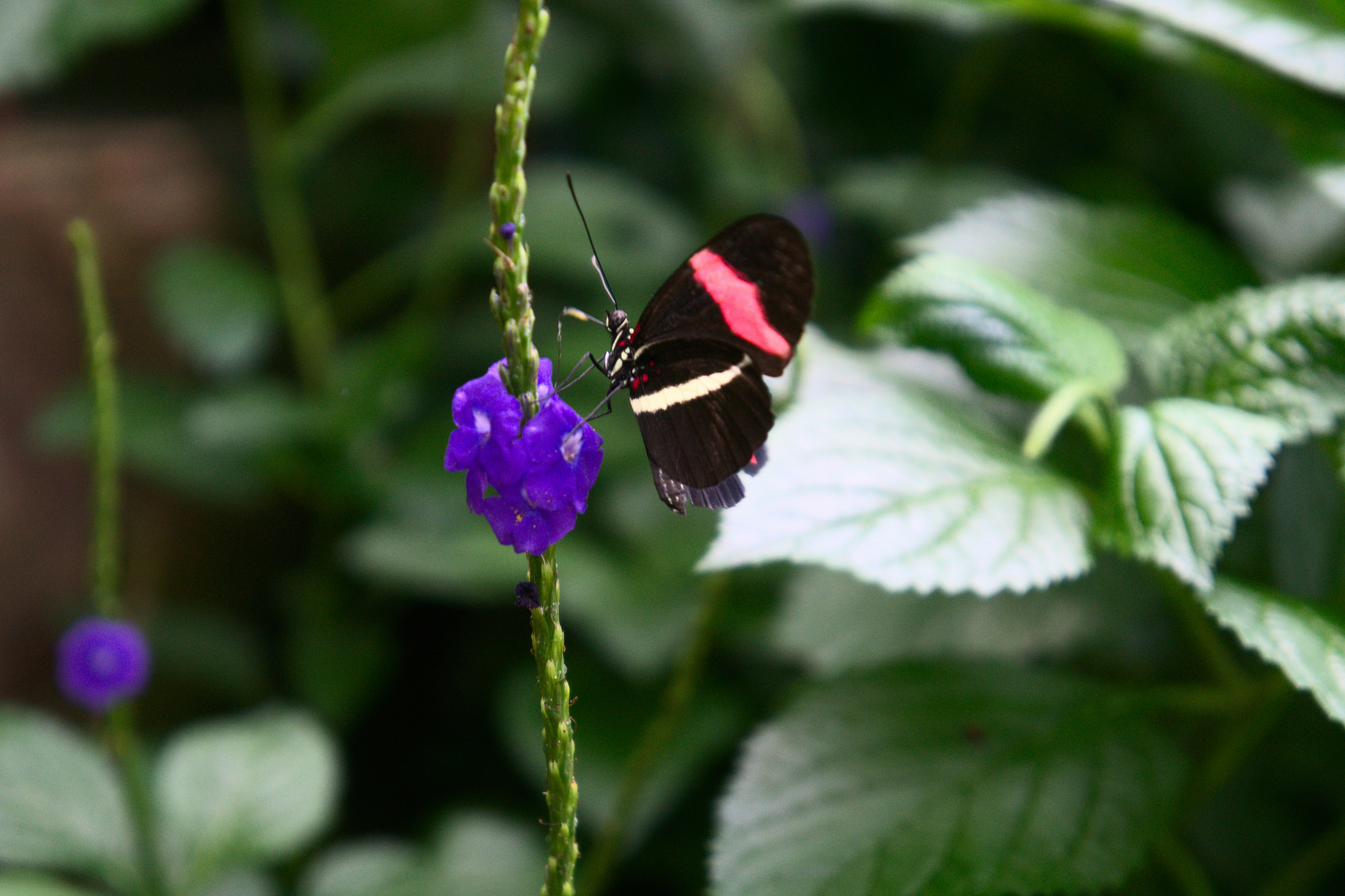 brown and black butterfly perched on purple flower in close up photography during daytime, 