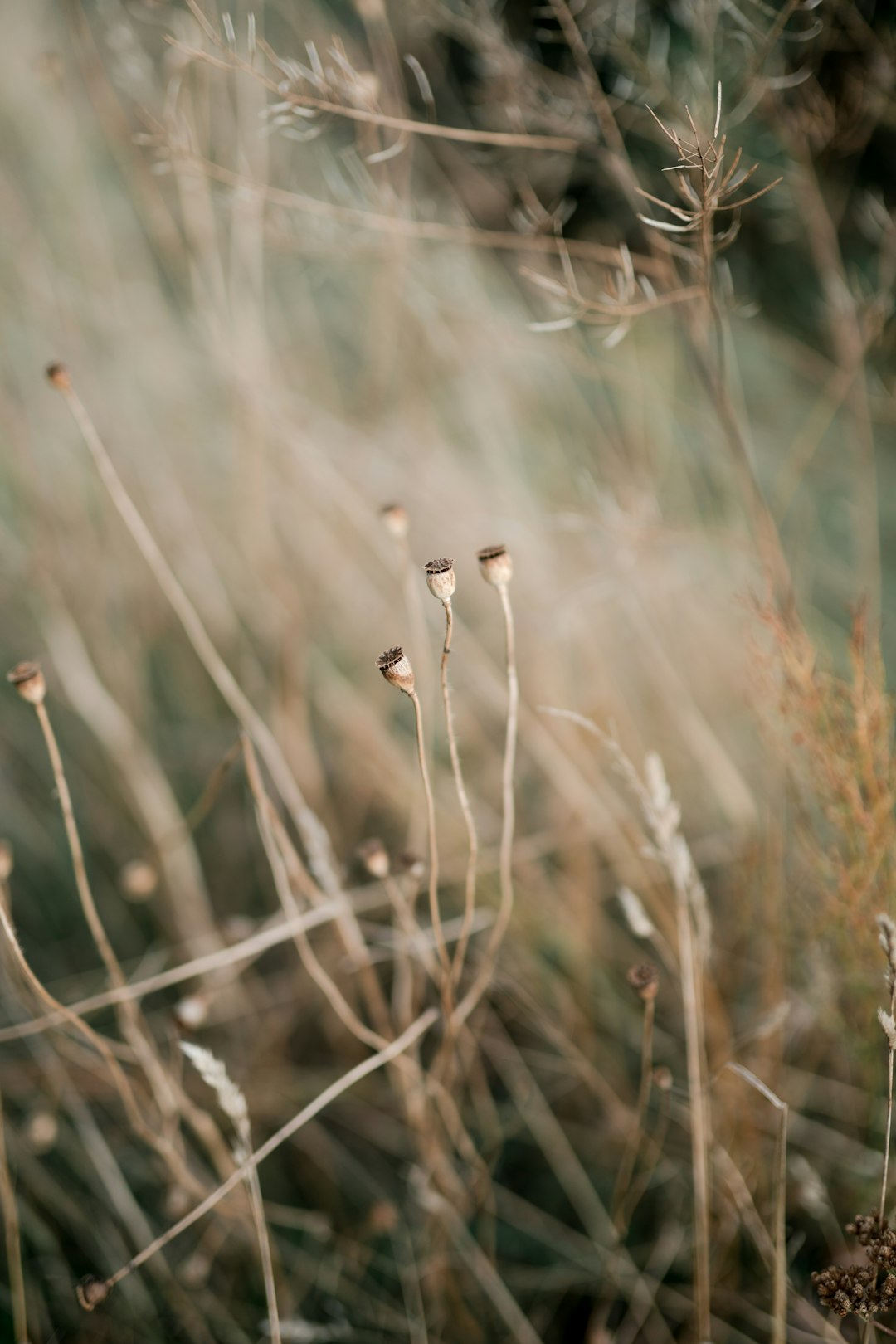 white flower buds in tilt shift lens