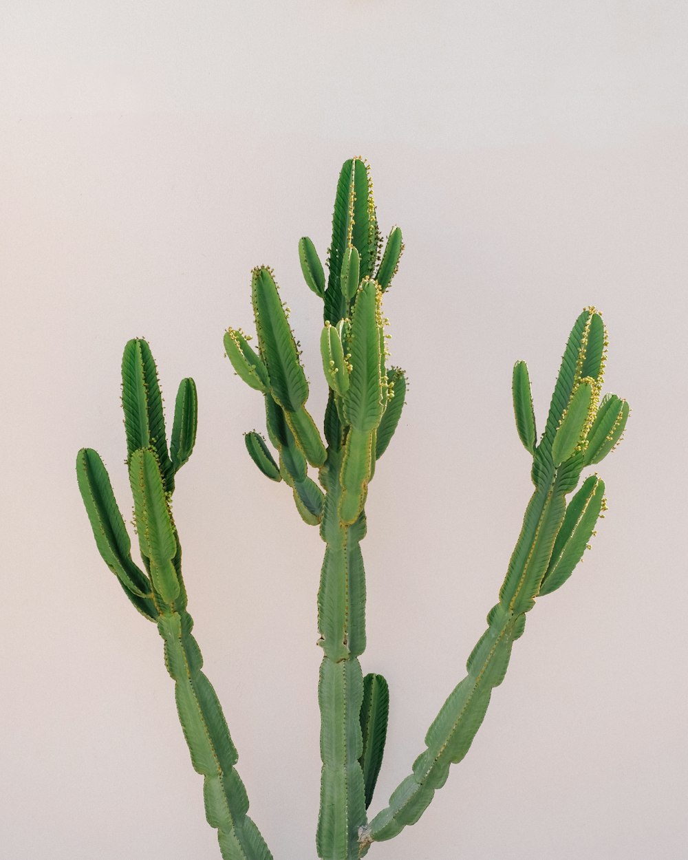 green cactus plant on white background