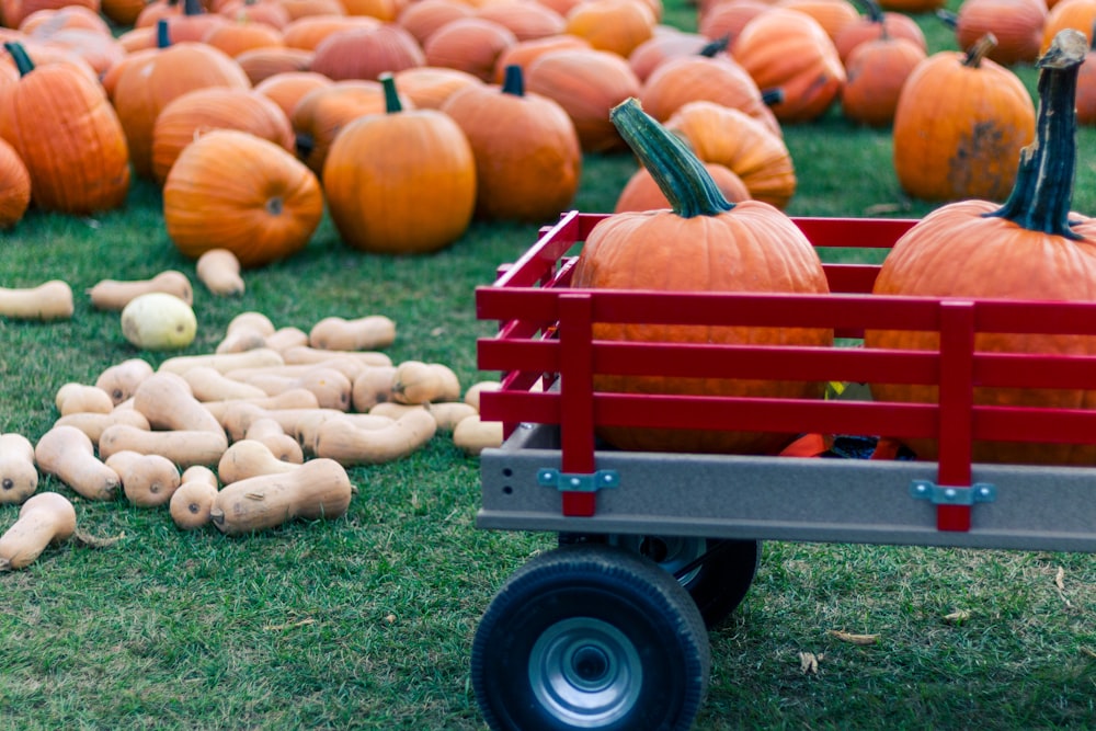 orange pumpkins on red utility trailer