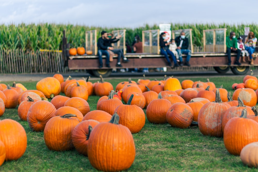 orange pumpkins on green grass field during daytime