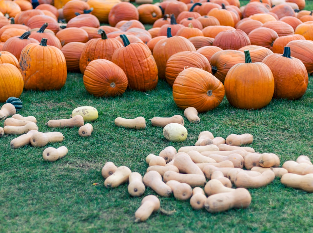 orange pumpkins on green grass field