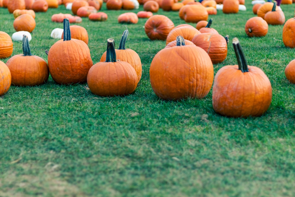 orange pumpkins on green grass field during daytime