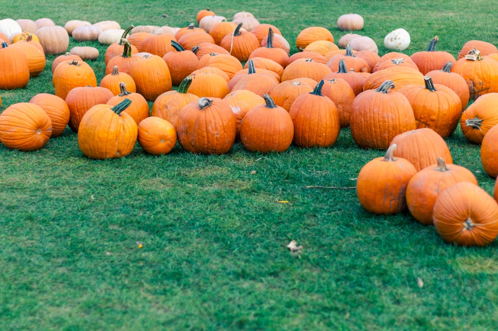 orange pumpkins on green grass field during daytime