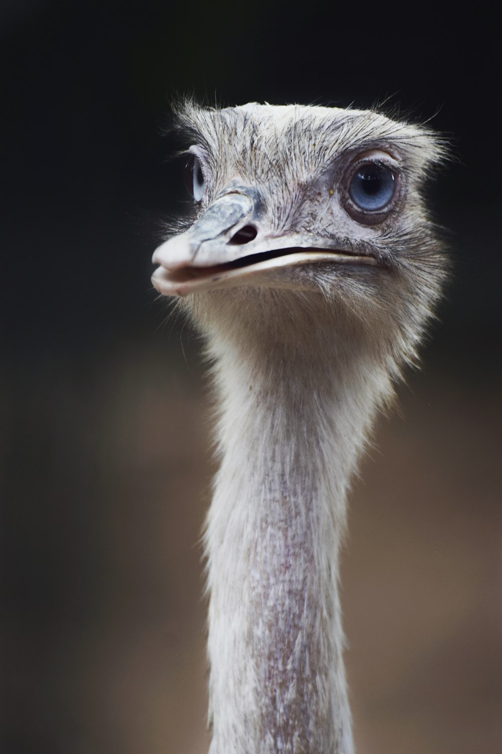 brown ostrich head in close up photography