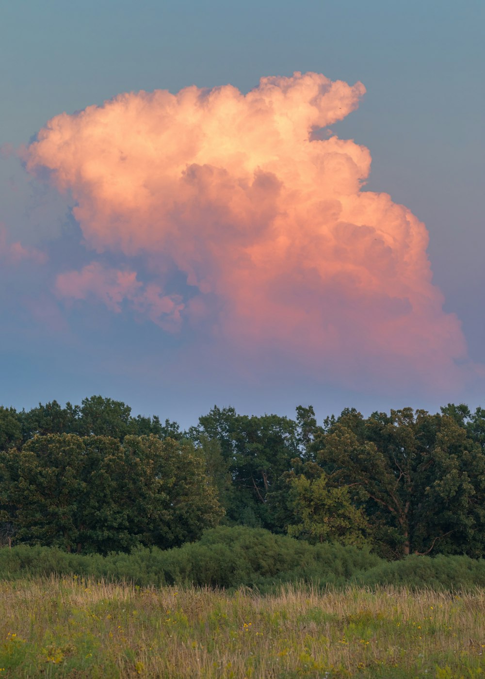 Grüne Bäume unter weißen Wolken