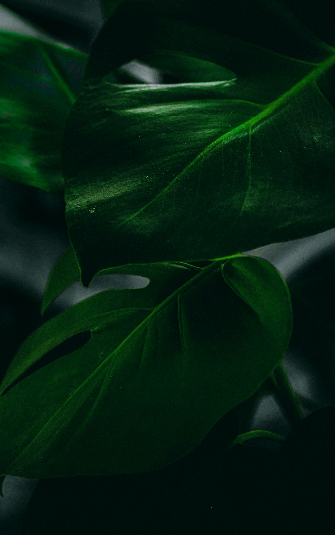 green leaf plant in close up photography