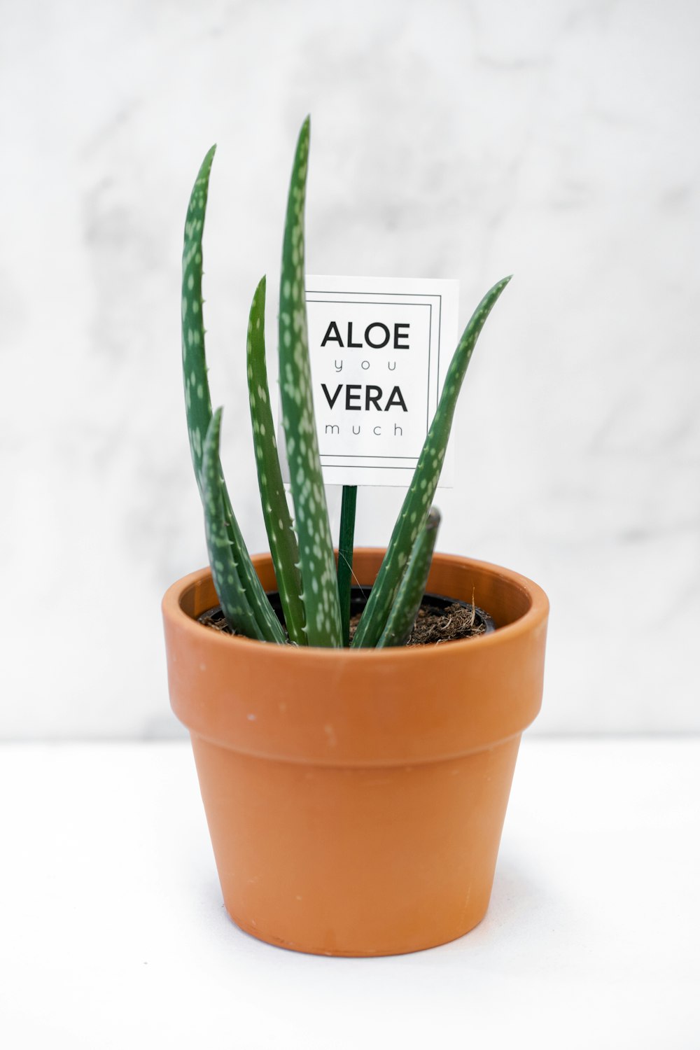 green snake plant in brown clay pot