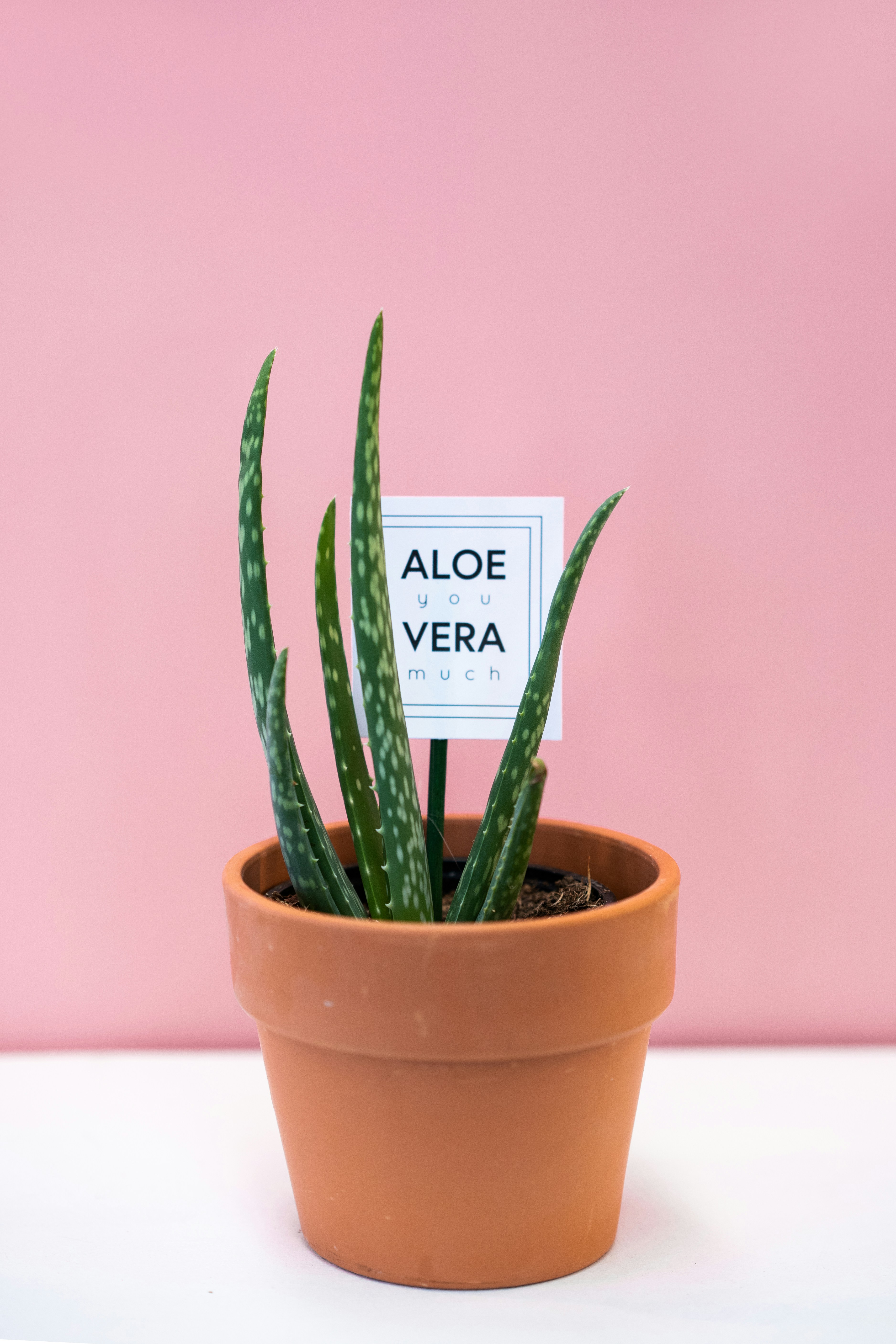 茶色の土鍋に緑のヘビ植物の写真 Unsplashで見つけるアロエの無料写真