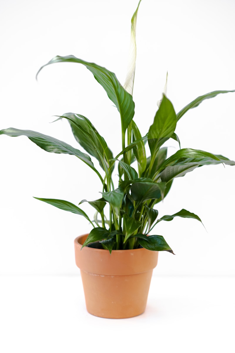 Peace Lily