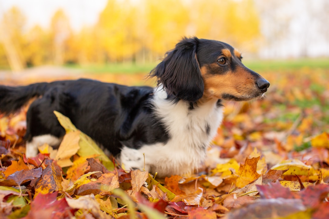 black white and brown short coated dog on brown dried leaves during daytime