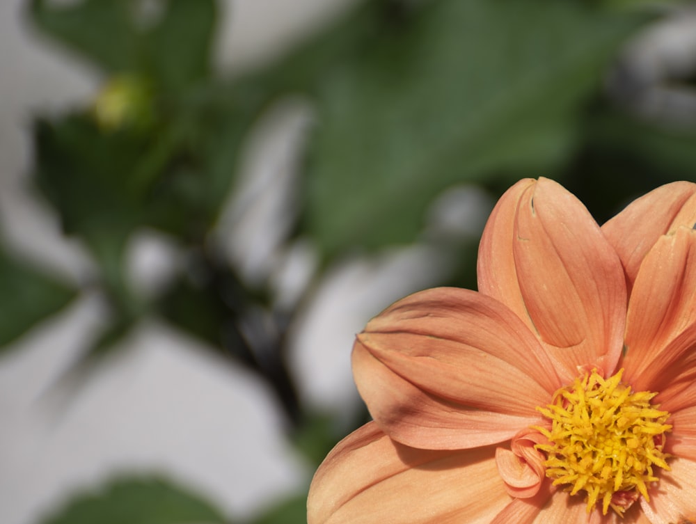 a close up of an orange flower with green leaves in the background