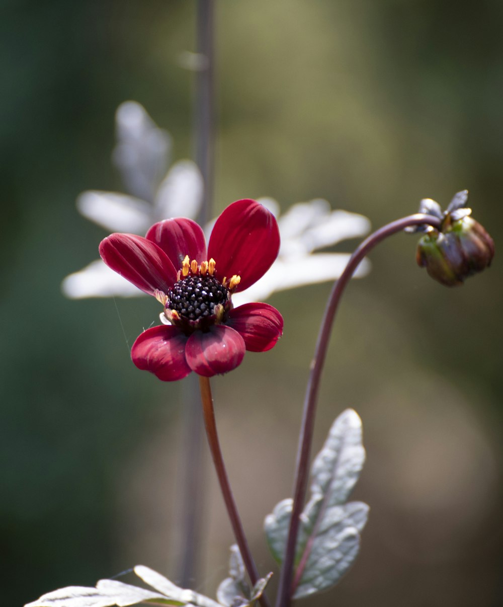 a close up of a flower with a blurry background