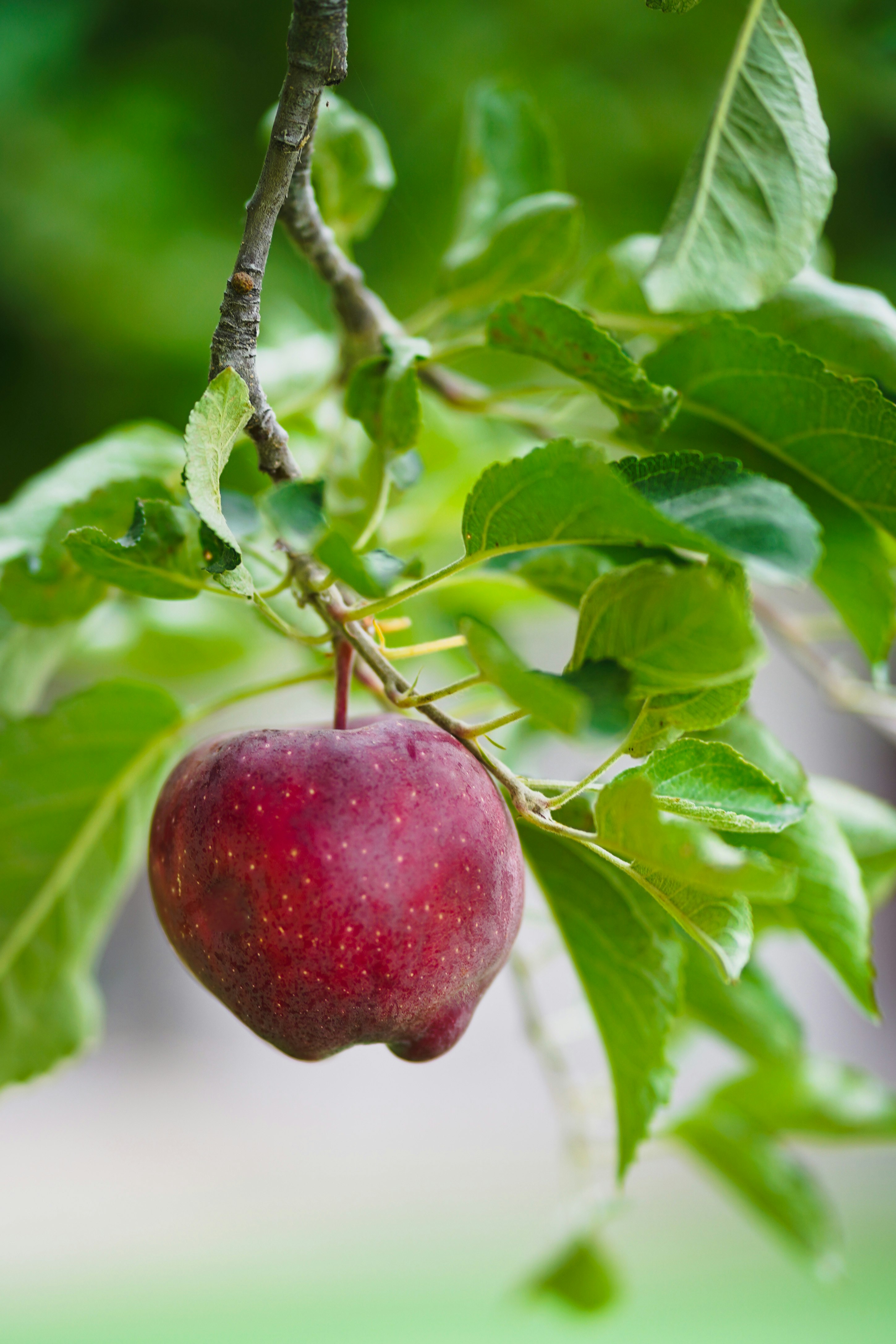 red apple fruit on tree branch
