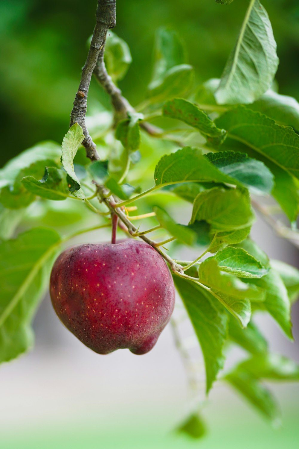 red apple fruit on tree branch