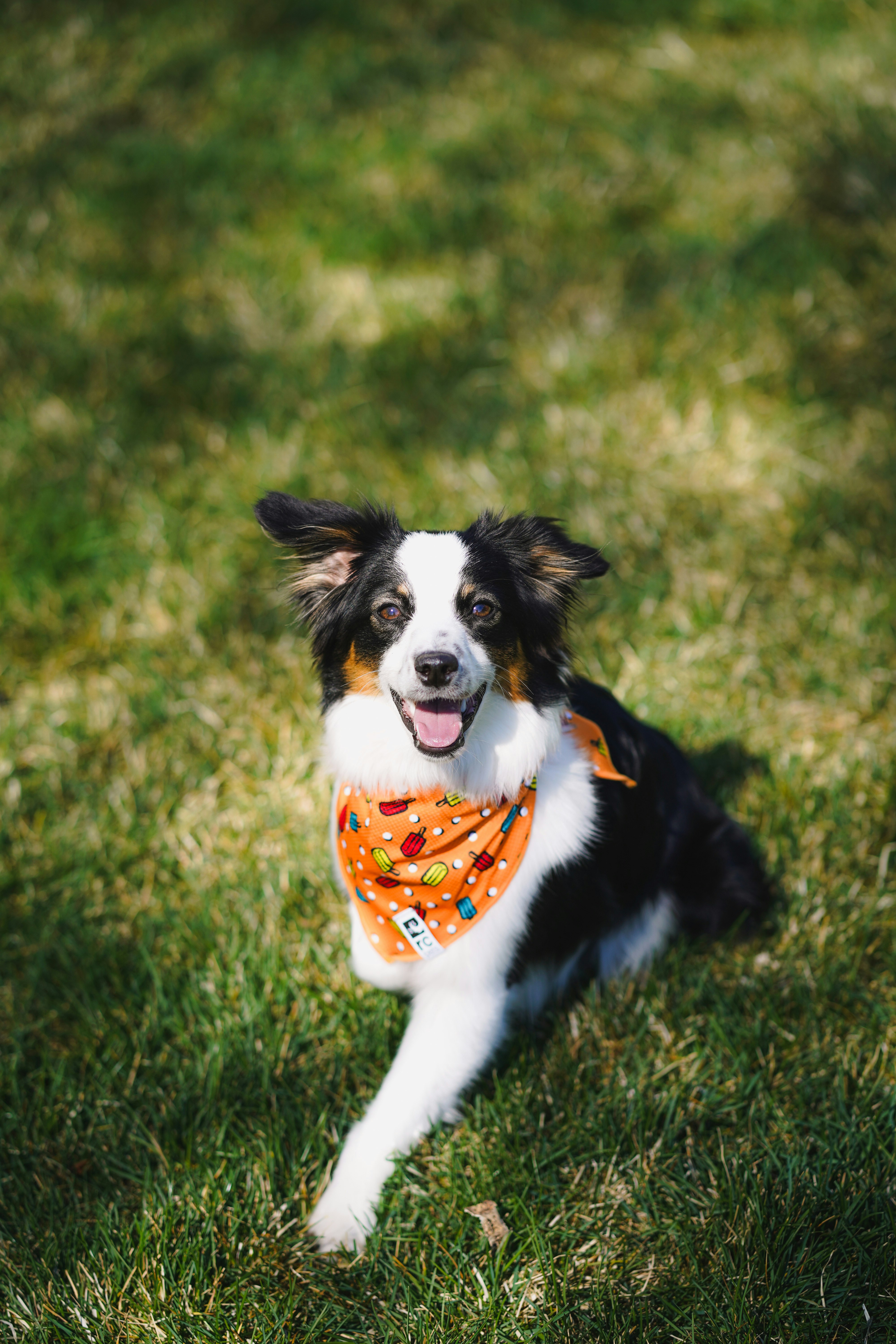 Filhote de cachorro de border collie preto e branco no campo de grama  durante o dia foto – Imagem grátis sobre Papel de parede águia na Unsplash, image size:3000x4500