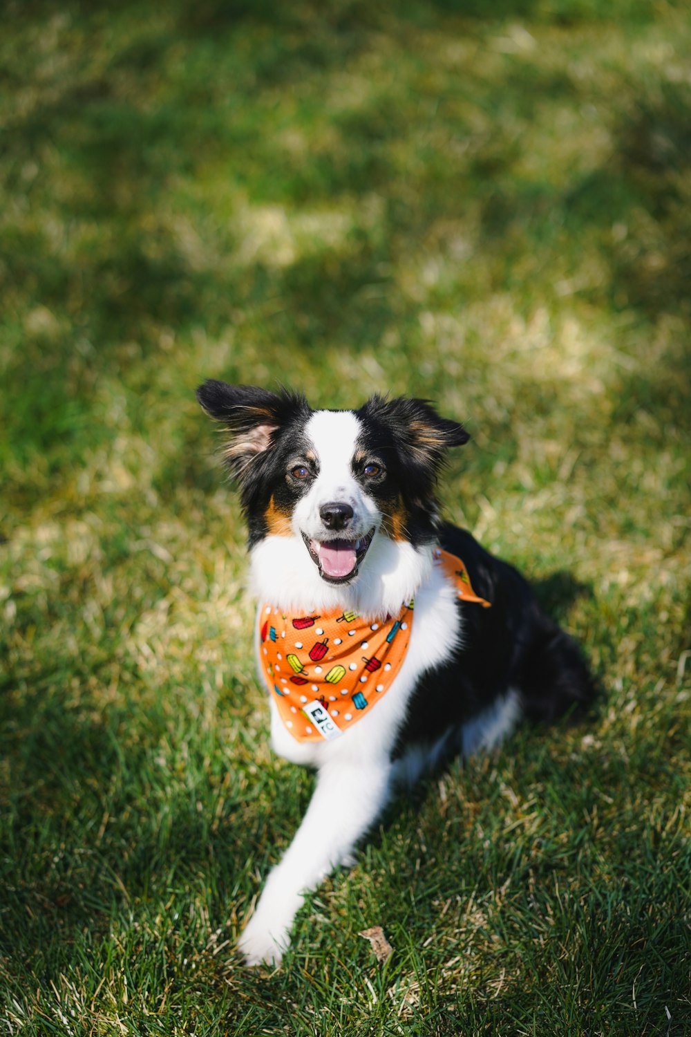 black and white border collie puppy on grass field during daytime