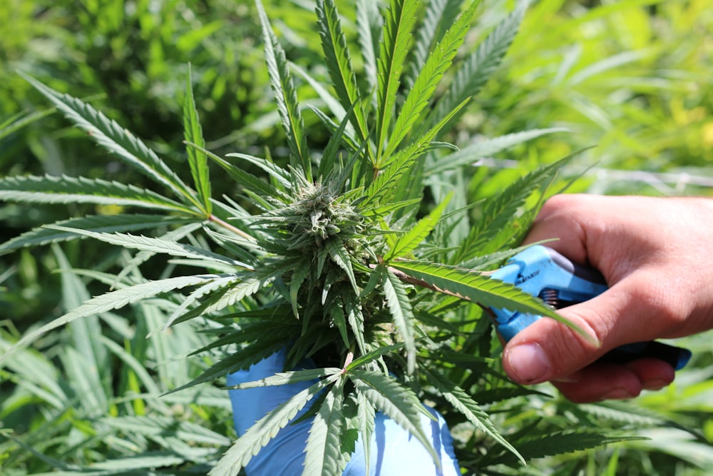 person holding green plant during daytime