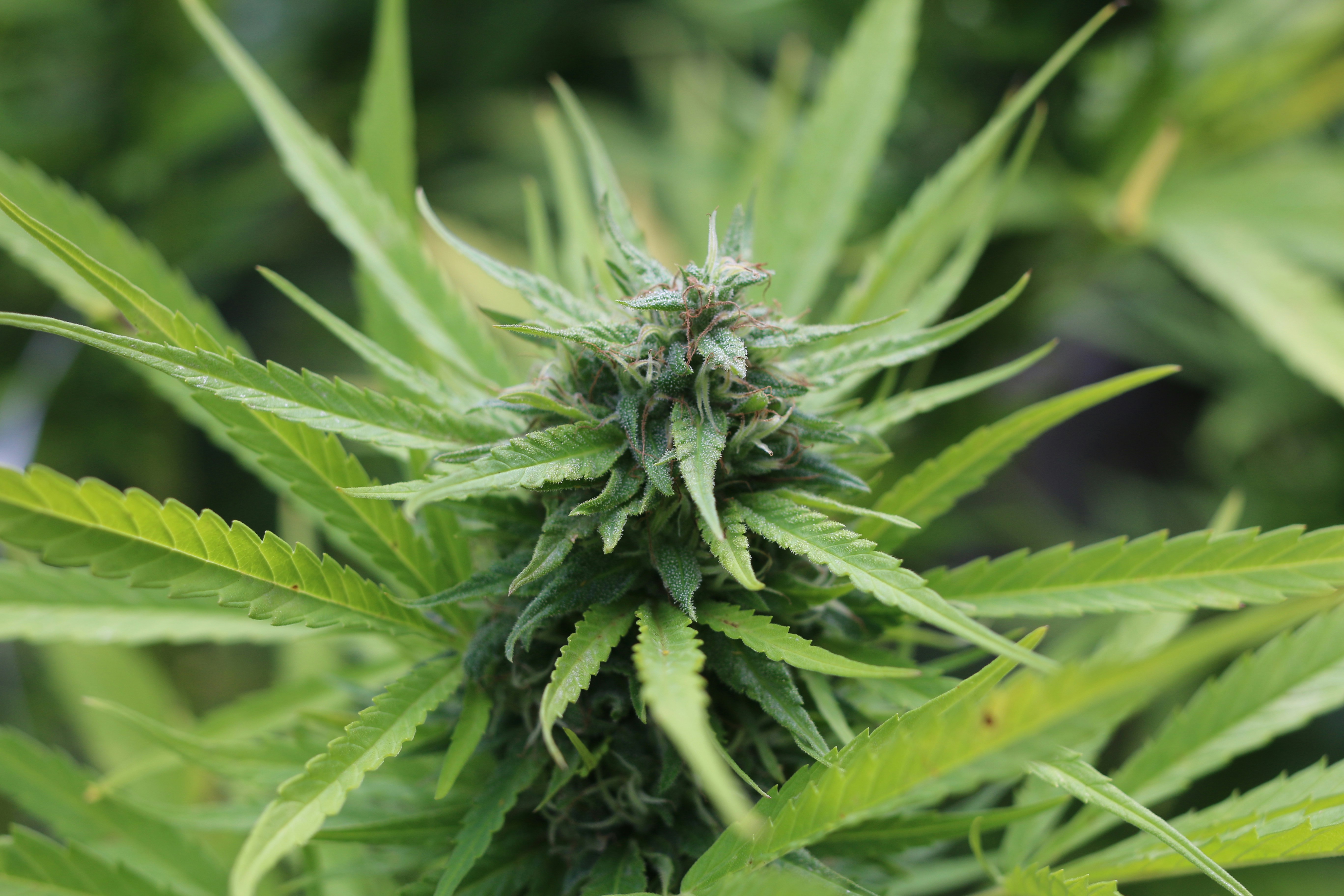 Photo by dominiquestueben