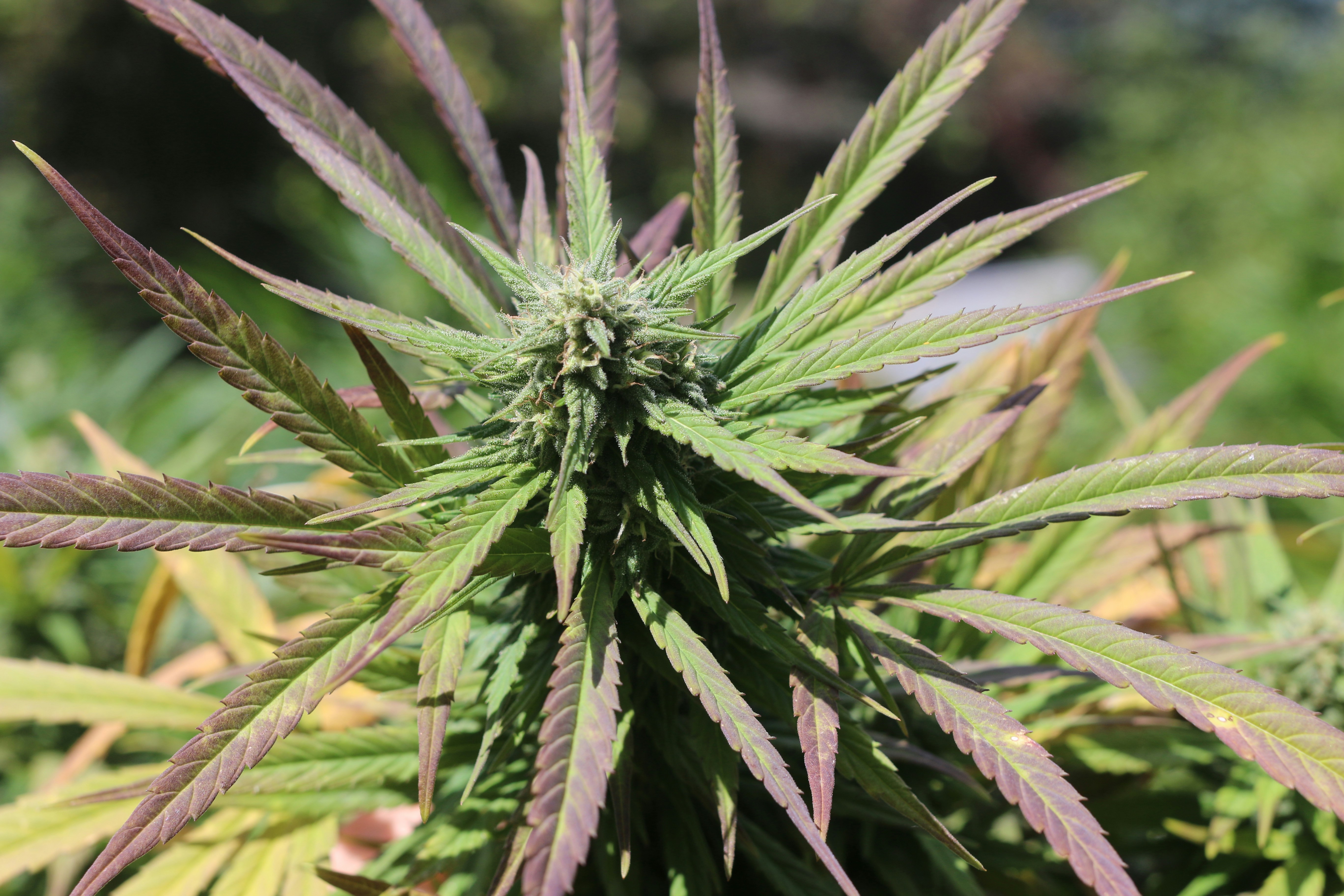 Photo by dominiquestueben