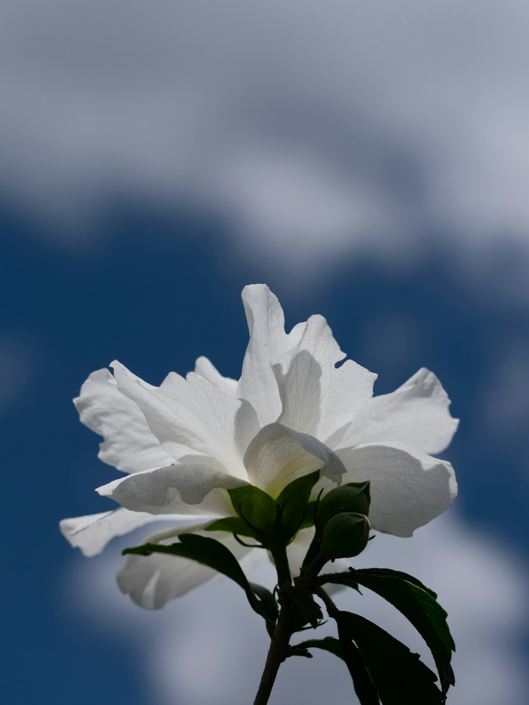 white flower in tilt shift lens