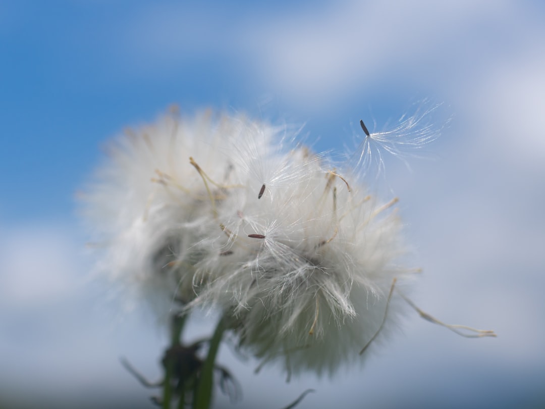 white dandelion in close up photography