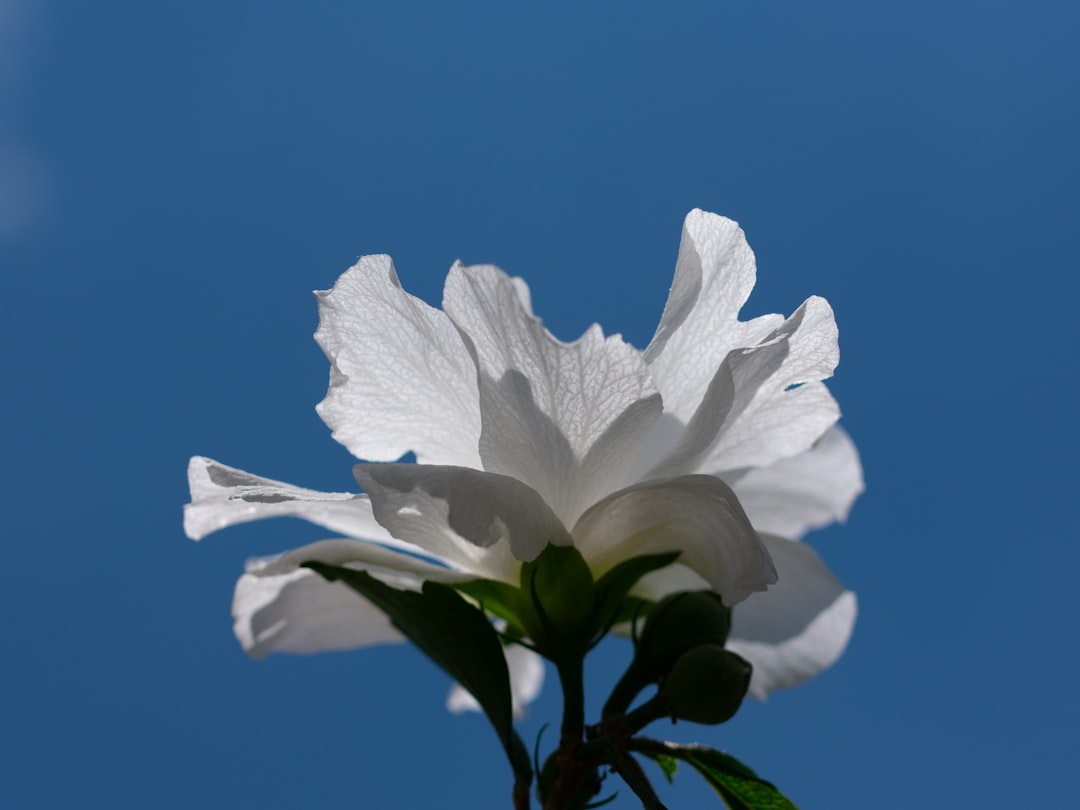 white flower with green leaves