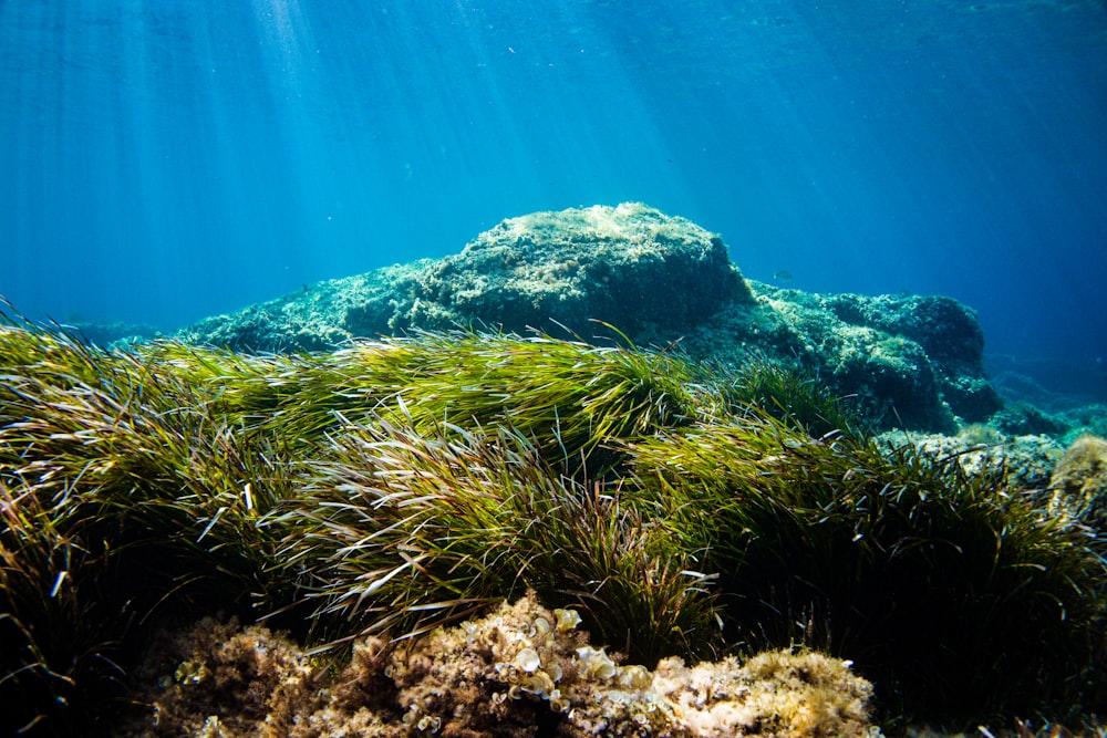 green and brown coral reef