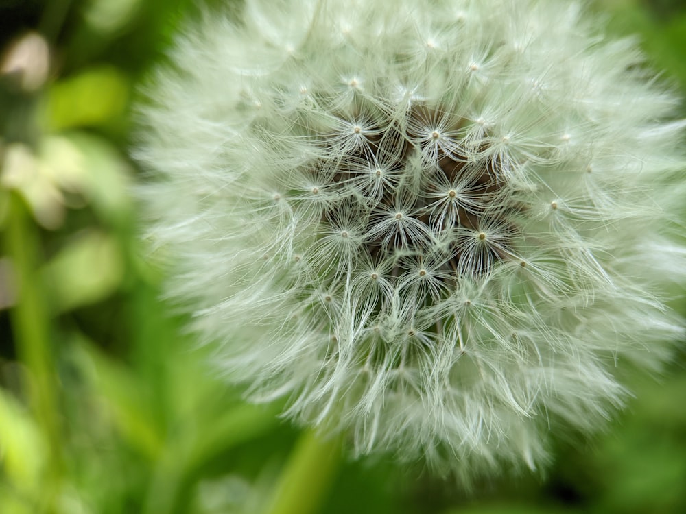 white dandelion in close up photography