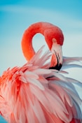 Flamands roses du Flamingo