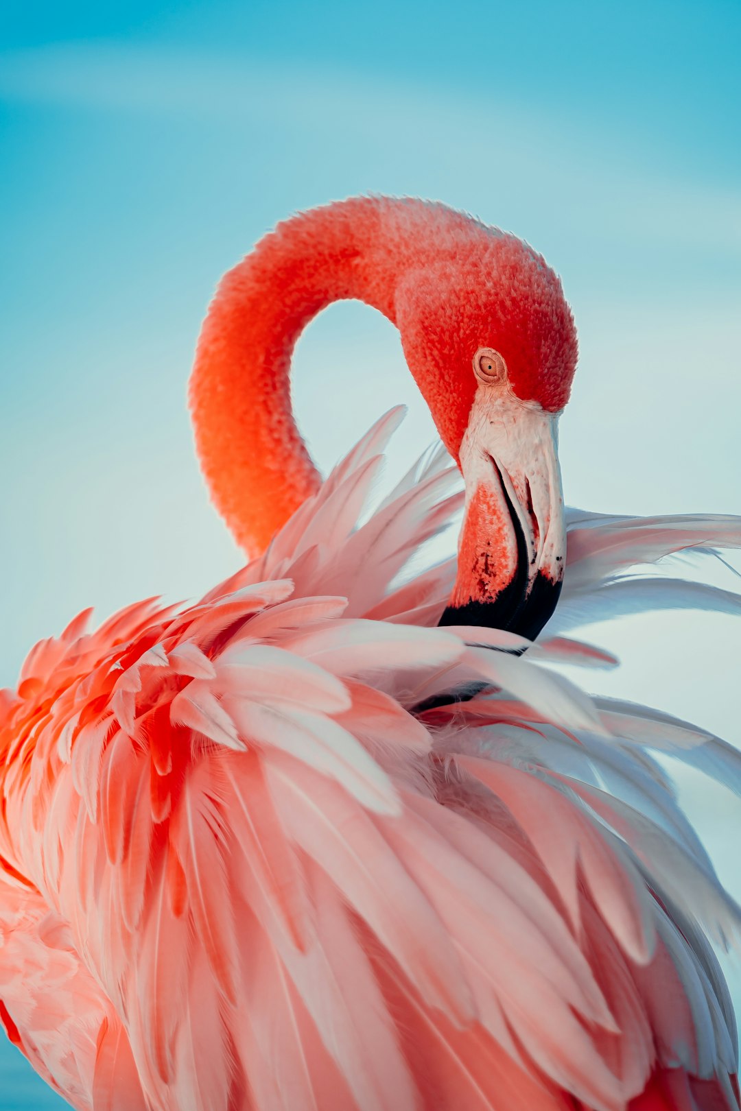  pink flamingo in close up photography flamingo