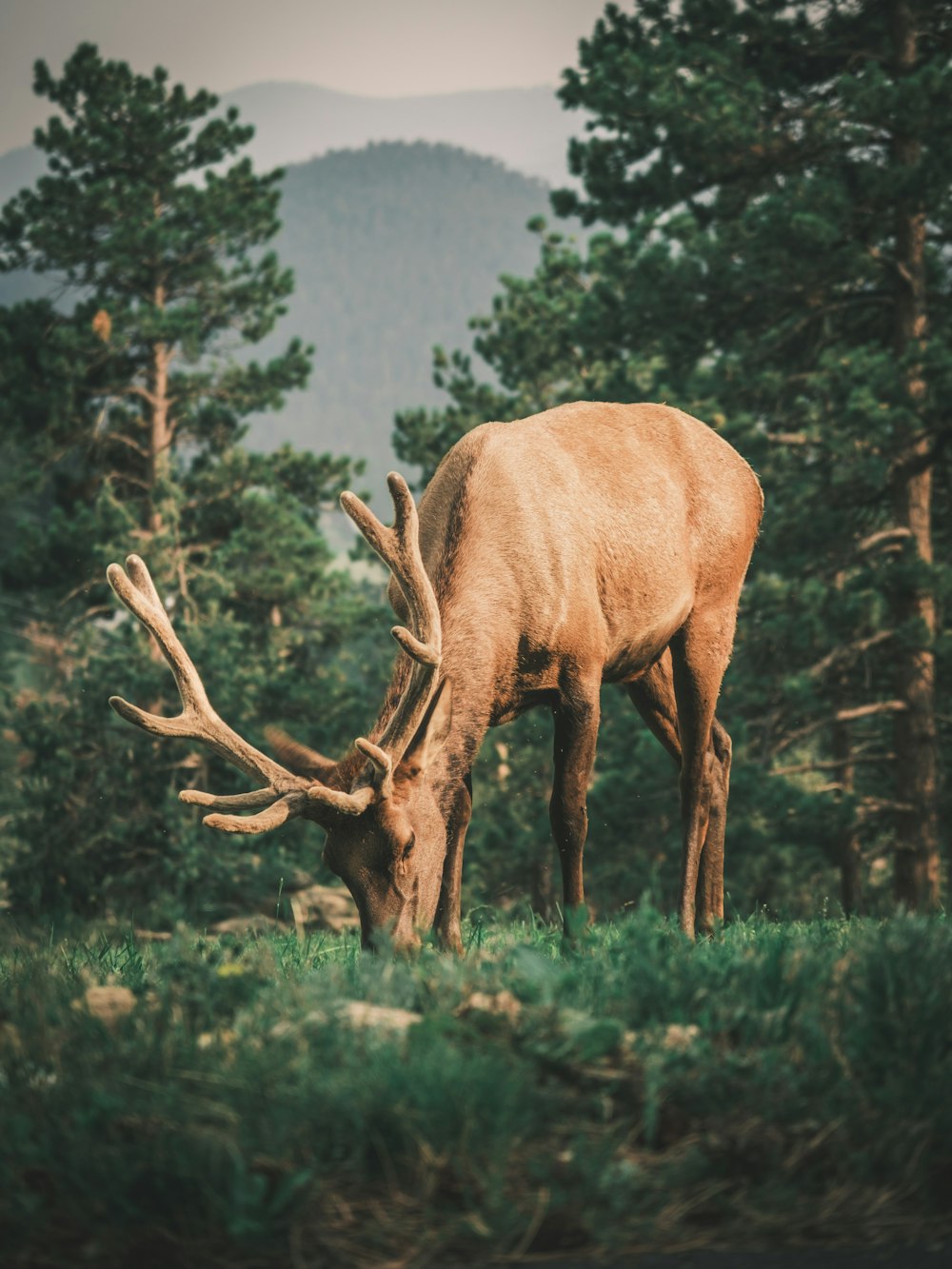 brown deer on green grass field during daytime