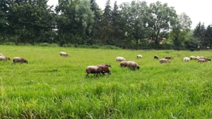 A group of fluffy sheep grazing peacefully under a big oak tree.