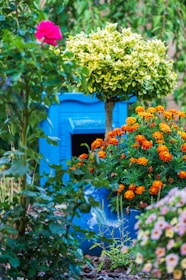 A vibrant garden with a variety of colorful flowers and plants. In the center, there is a round bush with green and yellow leaves, and nearby, marigold flowers with bright orange petals in a blue pot. In the background, a bright blue structure provides a striking contrast. The foreground includes a pink rose and other greenery, adding to the lush feel.