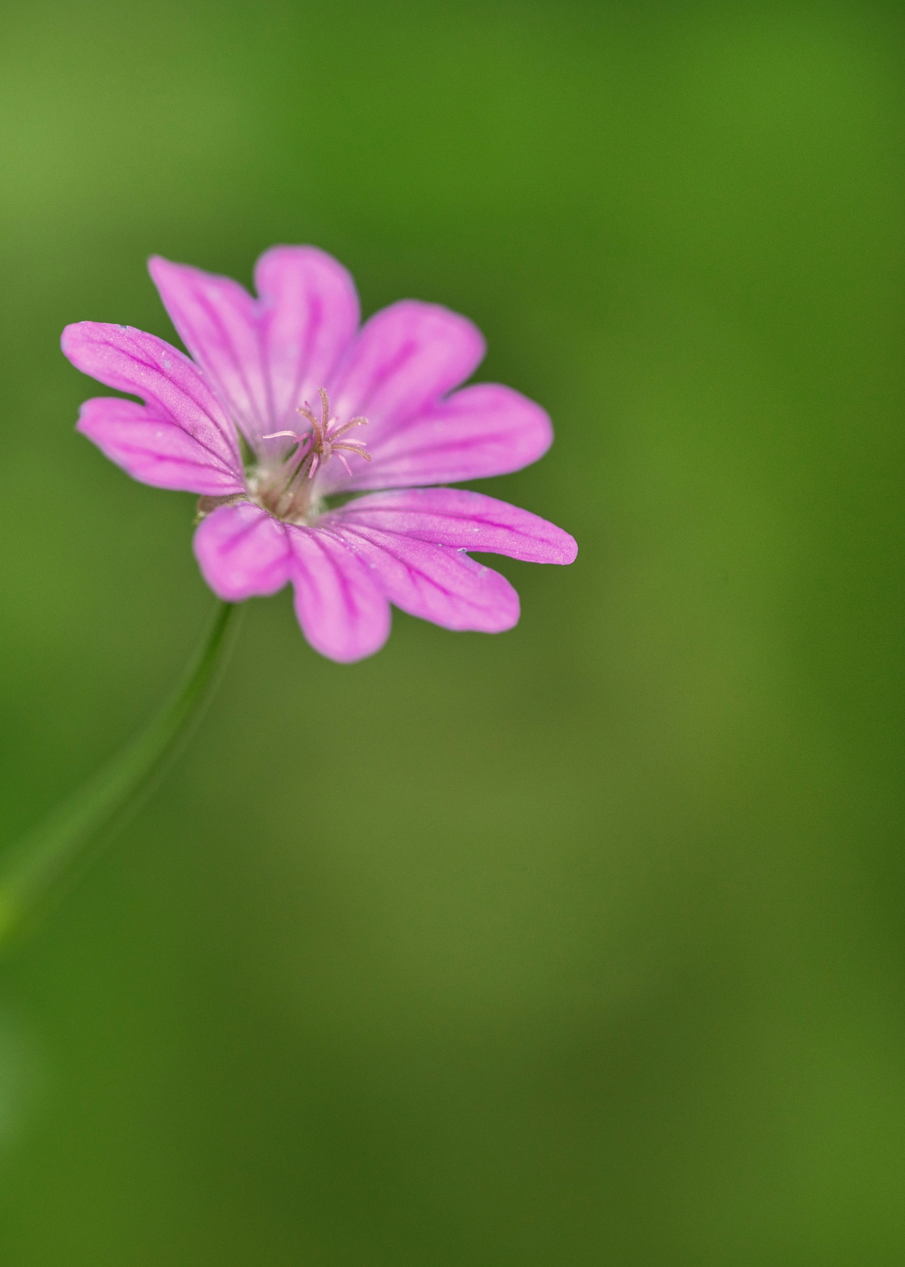 Photo by jankao