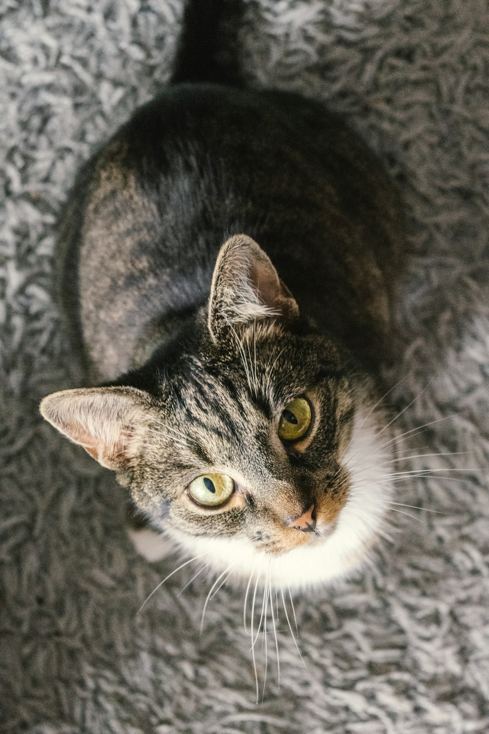 black and white cat on gray textile