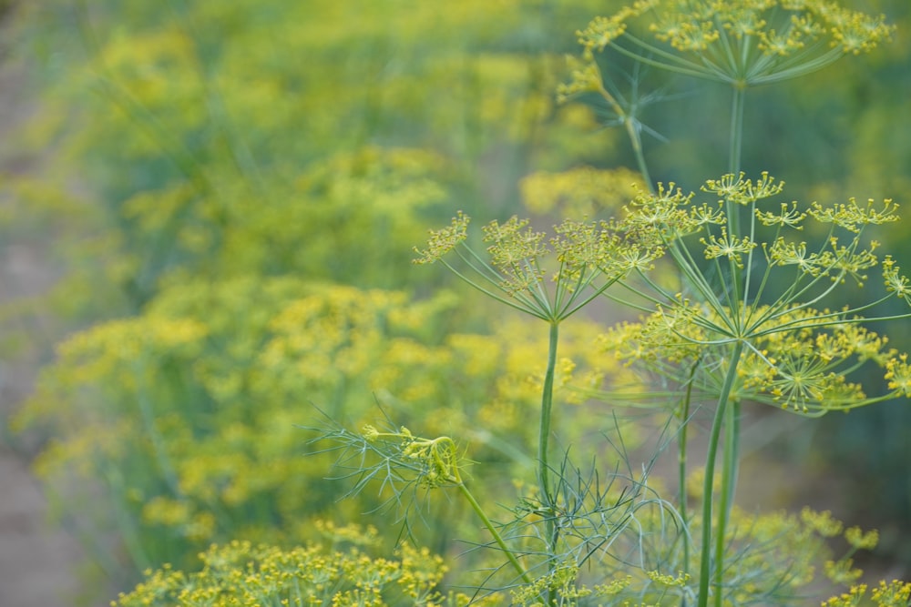 green plant in close up photography